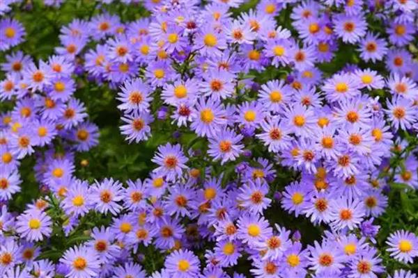 绿雏菊有什么花语，代表暗恋、隐藏在心中的爱