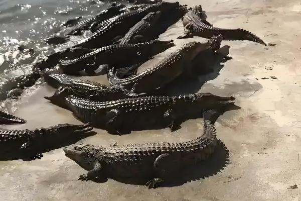 很少人养殖鳄鱼的原因，攻击性较强且不能私人养殖