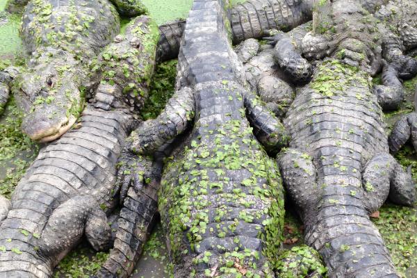 很少人养殖鳄鱼的原因，攻击性较强且不能私人养殖