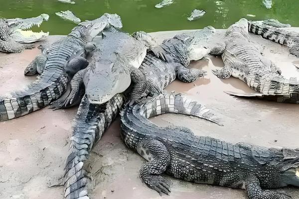 很少人养殖鳄鱼的原因，攻击性较强且不能私人养殖