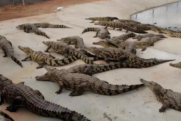 很少人养殖鳄鱼的原因，攻击性较强且不能私人养殖