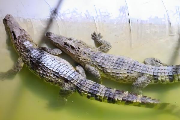 很少人养殖鳄鱼的原因，攻击性较强且不能私人养殖