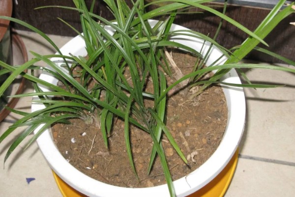 下山兰怎么养殖，每隔1个月追施一次饼肥水