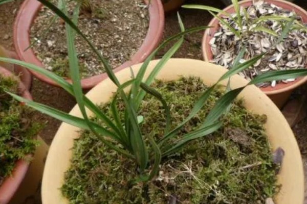 下山兰怎么养殖，每隔1个月追施一次饼肥水