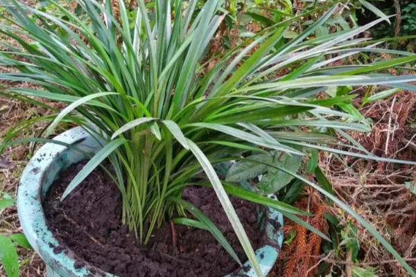 下山兰怎么养殖，每隔1个月追施一次饼肥水