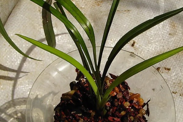 下山兰怎么养殖，每隔1个月追施一次饼肥水