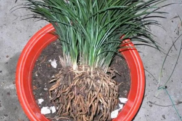 下山兰怎么养殖，每隔1个月追施一次饼肥水