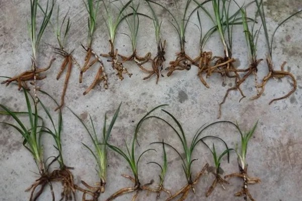 下山兰怎么养殖，每隔1个月追施一次饼肥水