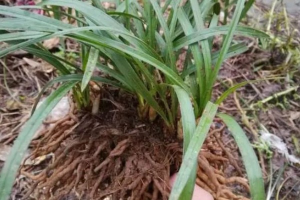 下山兰怎么养殖，每隔1个月追施一次饼肥水