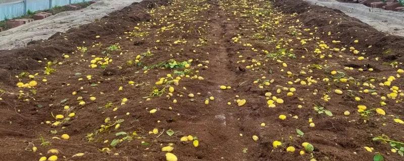 大棚土豆怎么种植，播种后要覆盖薄膜