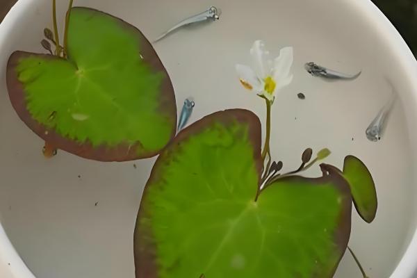 一叶莲叶子发黄腐烂怎么处理,需及时剪除