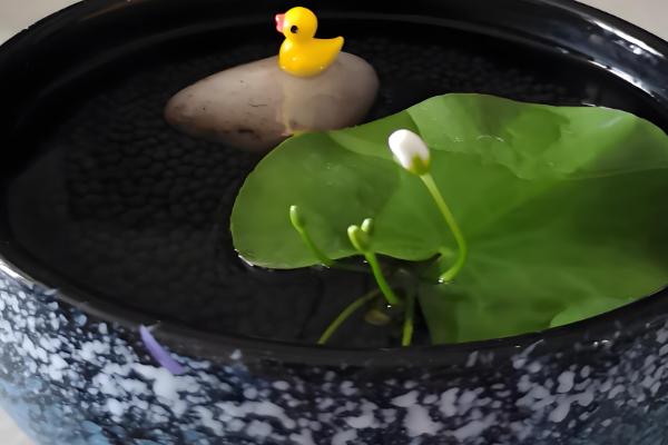 一叶莲叶子发黄腐烂怎么处理,需及时剪除