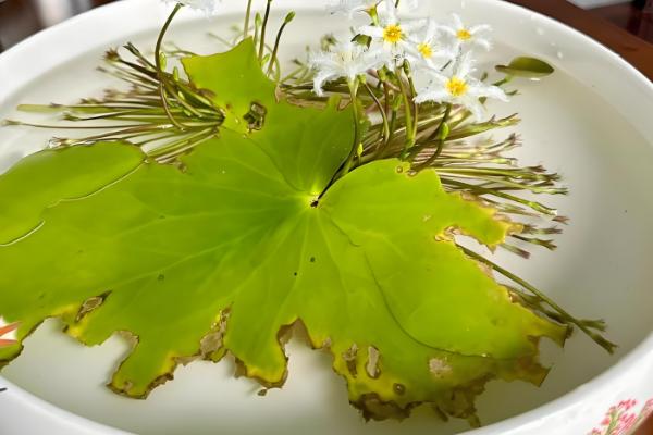 一叶莲叶子发黄腐烂怎么处理,需及时剪除