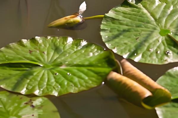 一叶莲叶子发黄腐烂怎么处理,需及时剪除