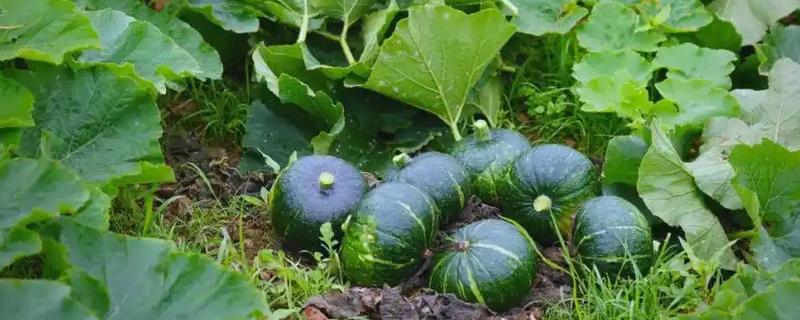 板栗南瓜的种植技术，育苗在每年春季的3月中旬