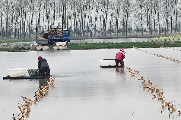 莲藕定植后的管理方法，通常要进行2次追肥
