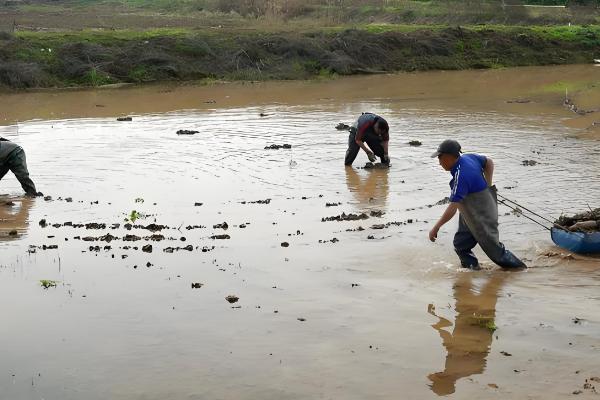 莲藕定植后的管理方法，通常要进行2次追肥