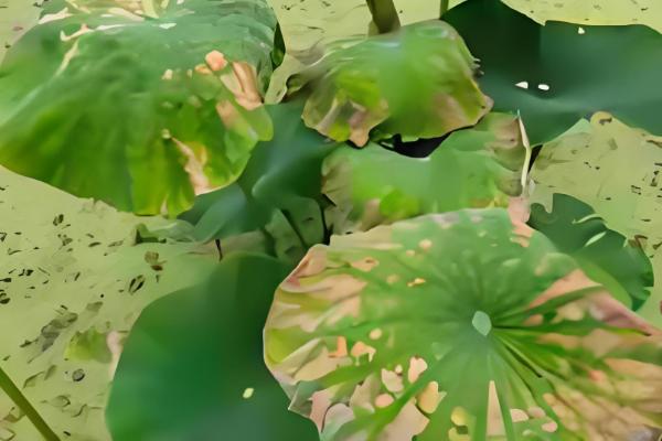 莲藕定植后的管理方法，通常要进行2次追肥