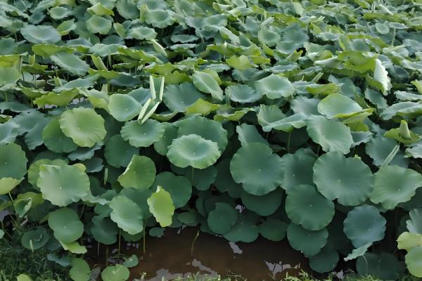 莲藕定植后的管理方法，通常要进行2次追肥