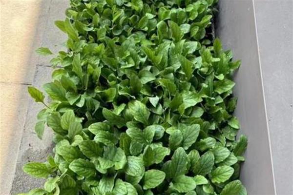 非洲菊的浇水方法，苗期每隔5天左右浇一次