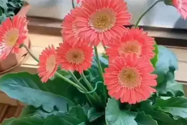 非洲菊的浇水方法，苗期每隔5天左右浇一次