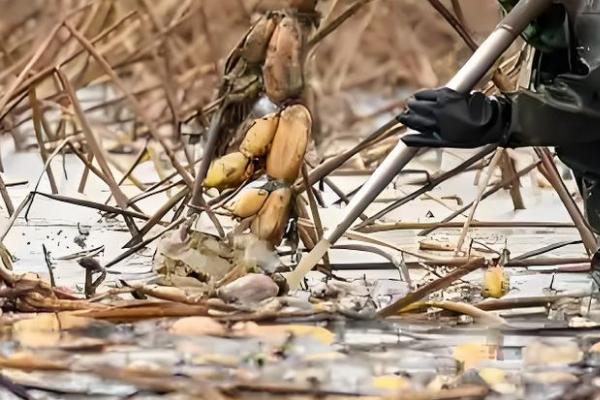 莲藕定植后的管理方法，通常要进行2次追肥