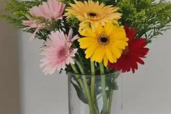 非洲菊的浇水方法，苗期每隔5天左右浇一次