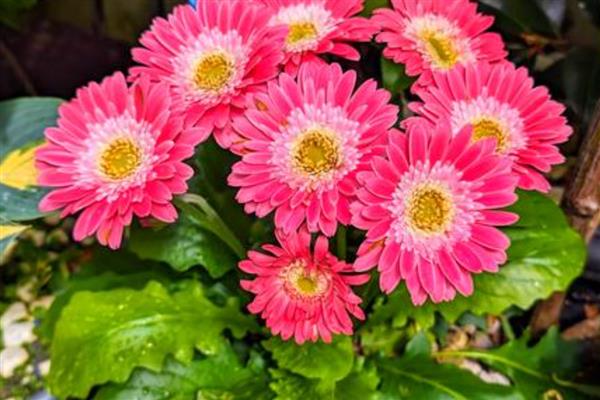 非洲菊的浇水方法，苗期每隔5天左右浇一次