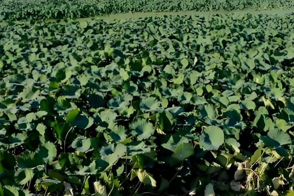 莲藕定植后的管理方法，通常要进行2次追肥