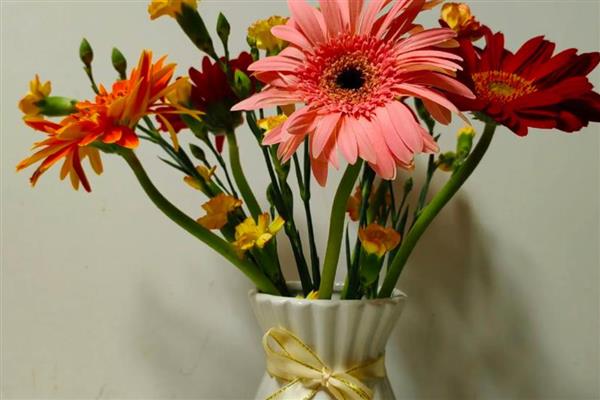 非洲菊的浇水方法，苗期每隔5天左右浇一次