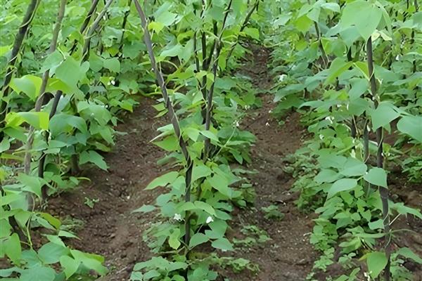 芸豆旺长怎么处理，可控温、控水等