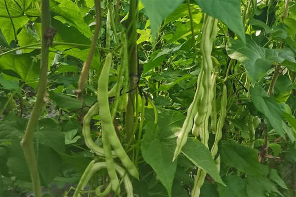 芸豆旺长怎么处理，可控温、控水等