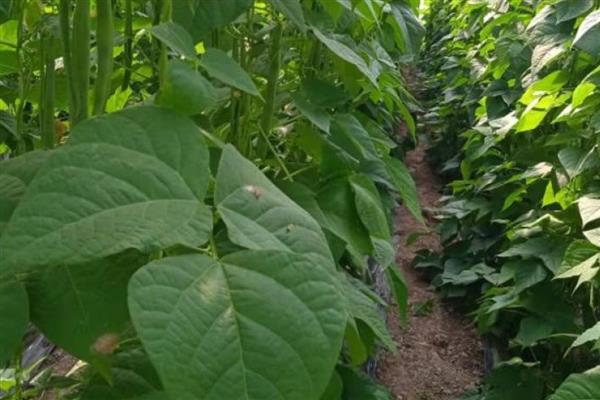 芸豆旺长怎么处理，可控温、控水等