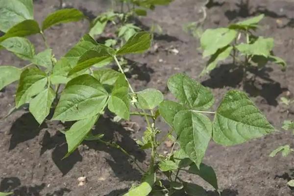 芸豆旺长怎么处理，可控温、控水等