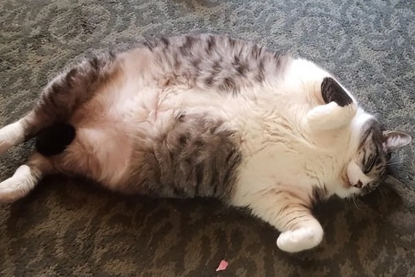 猫咪尿路感染如何处理,使用普安特泌尿药可快速见效