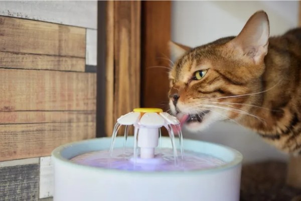 猫咪尿路感染如何处理,使用普安特泌尿药可快速见效