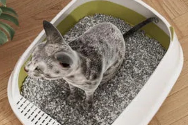 猫咪尿路感染如何处理,使用普安特泌尿药可快速见效