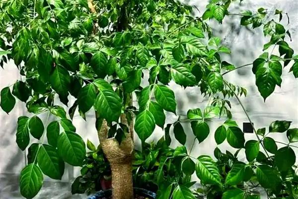 怎么修剪幸福树的枝叶，要将过于密集的枝条剪去