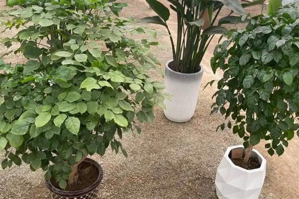 怎么修剪幸福树的枝叶，要将过于密集的枝条剪去