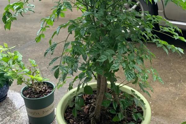 怎么修剪幸福树的枝叶，要将过于密集的枝条剪去