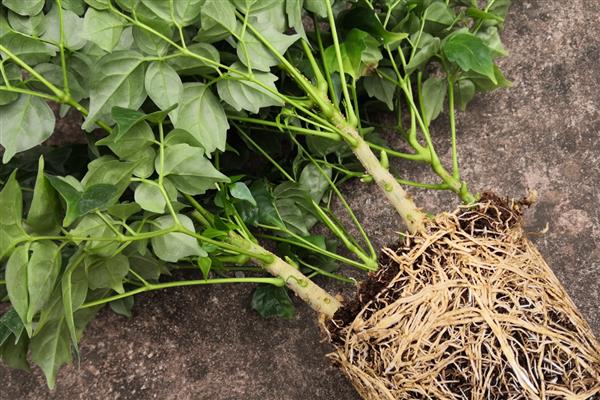 怎么修剪幸福树的枝叶，要将过于密集的枝条剪去