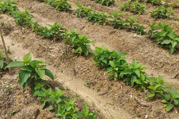 种植一亩丹参的利润有多少,利润为4400-4900元左右