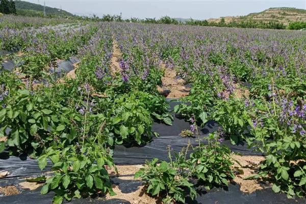 种植一亩丹参的利润有多少,利润为4400-4900元左右