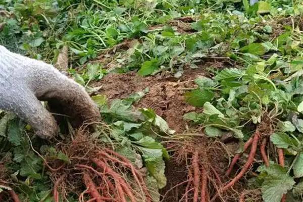 种植一亩丹参的利润有多少,利润为4400-4900元左右