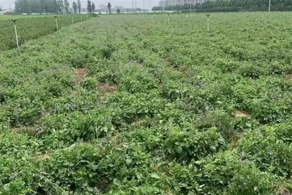 种植一亩丹参的利润有多少,利润为4400-4900元左右