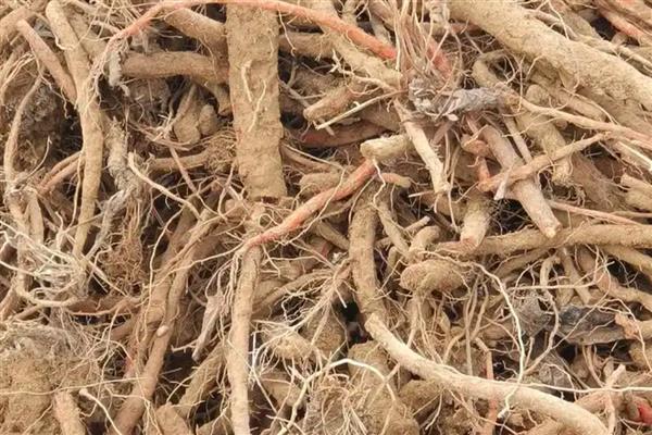 种植一亩丹参的利润有多少,利润为4400-4900元左右