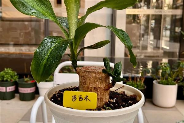 巴西木生根了怎么办,生根后要转为土培