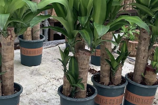 巴西木生根了怎么办,生根后要转为土培