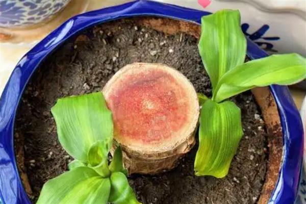 巴西木生根了怎么办,生根后要转为土培