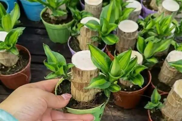 巴西木生根了怎么办,生根后要转为土培